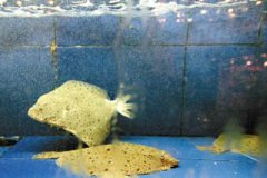 <b>农业部：将采纳办法开展水产物药物残留专项抽</b>